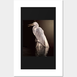 Egret in the shade Posters and Art